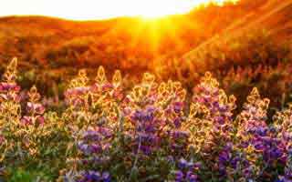 揭秘91网浏览器背后的深层次秘密